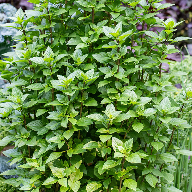 HERB THAI BASIL TOWERS 3.5"