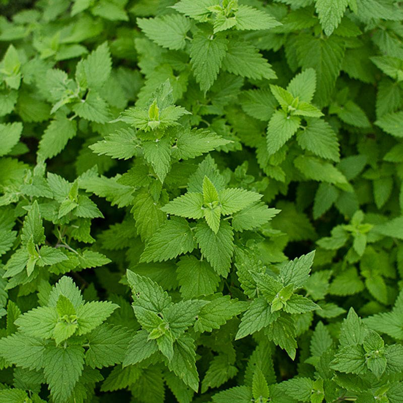 HERB CATNIP 3.5"