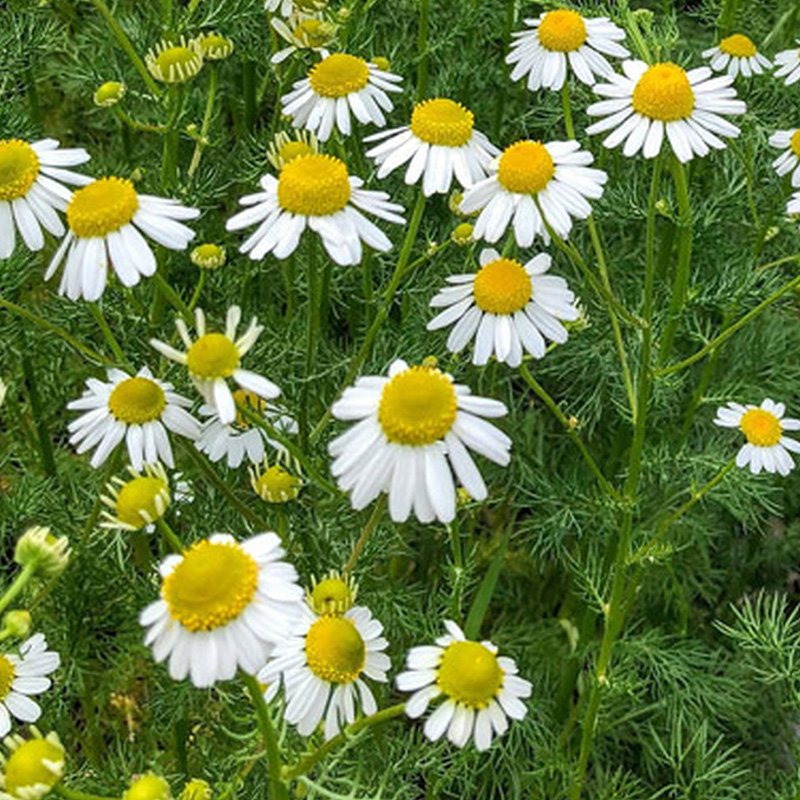 HERB CHAMOMILE GERMAN 3.5"