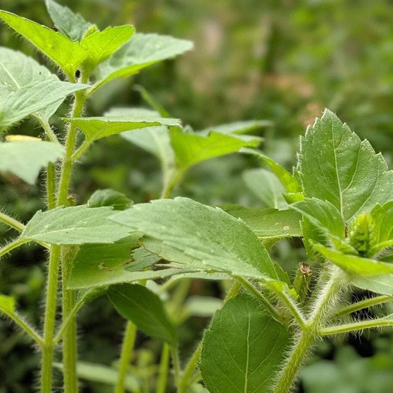 HERB BASIL TULSI KAPOOR 4"