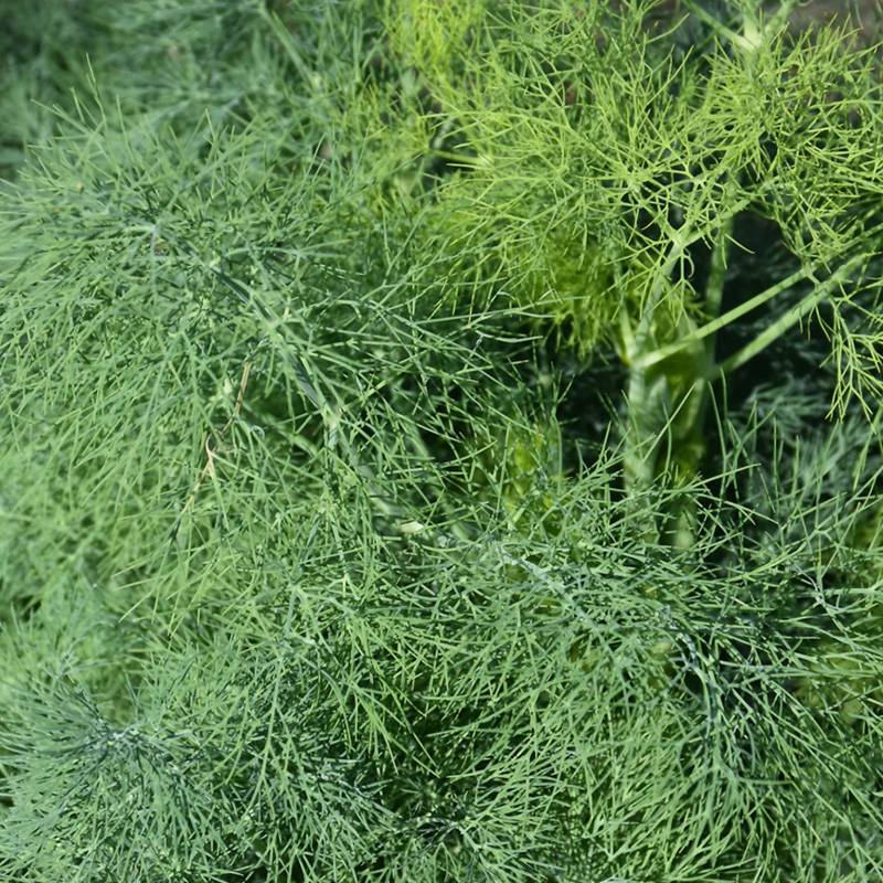 HERB DILL MAMMOTH LONG ISLAND 4"