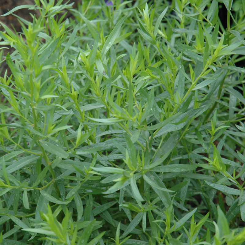 HERB TARRAGON FRENCH ORG QT