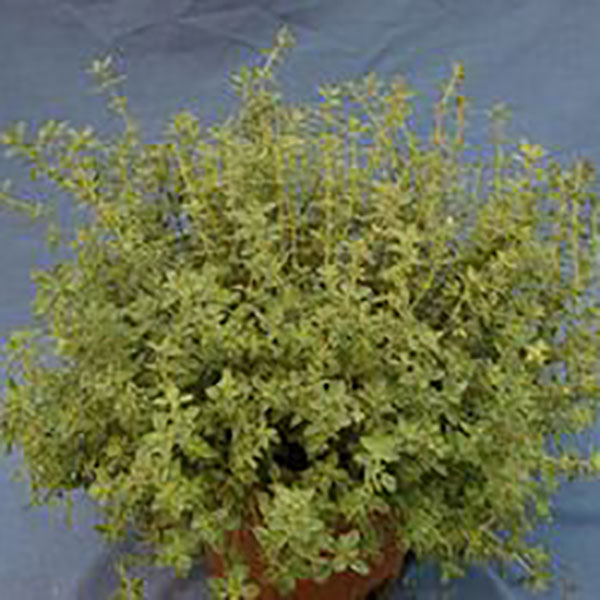 HERB THYME FRENCH ORGANIC