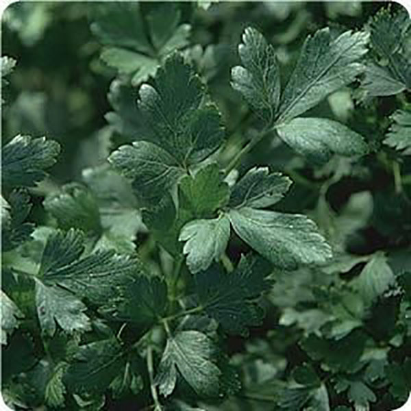 HERB PARSLEY ITALIAN ORGANIC QT