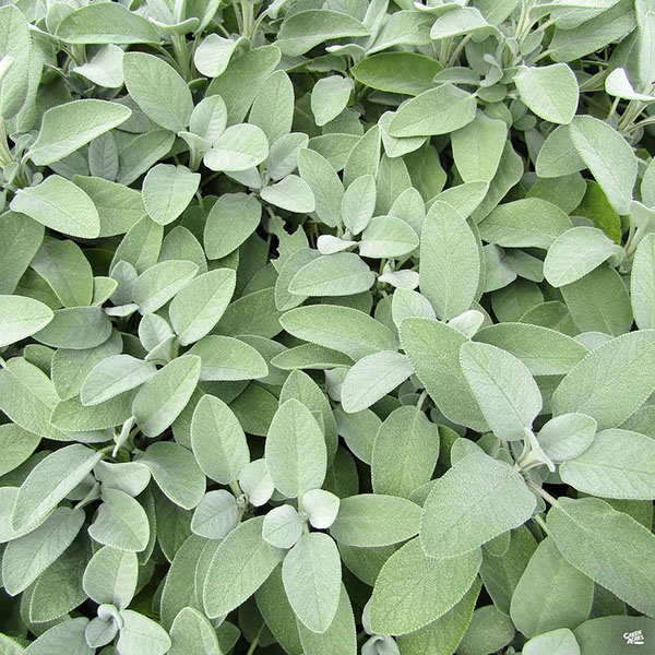 HERB SAGE BERGGARTEN ORGANIC