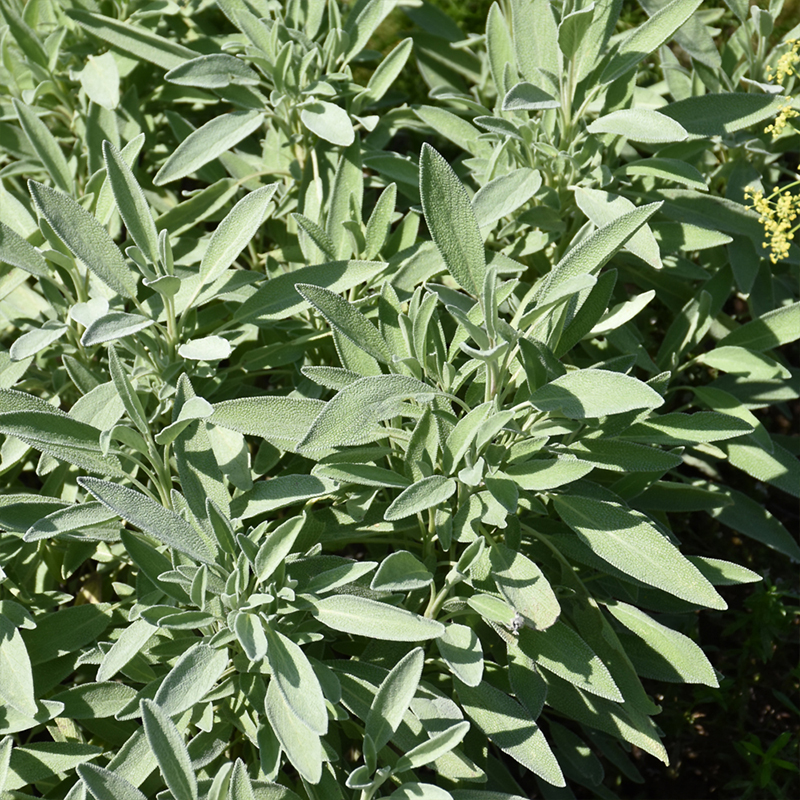 HERB SAGE GARDEN GRAY ORG QT