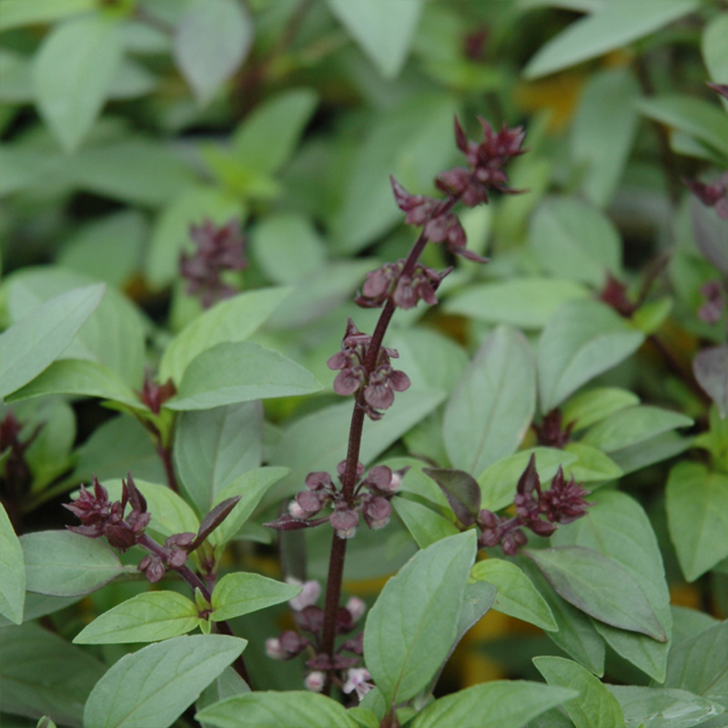 HERB BASIL THAI ORGANIC QT