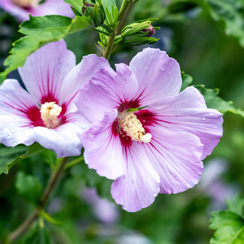 HIBISCUS BUSH  PREMIUM 10"