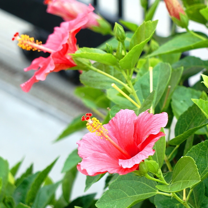 HIBISCUS STANDARD 10"