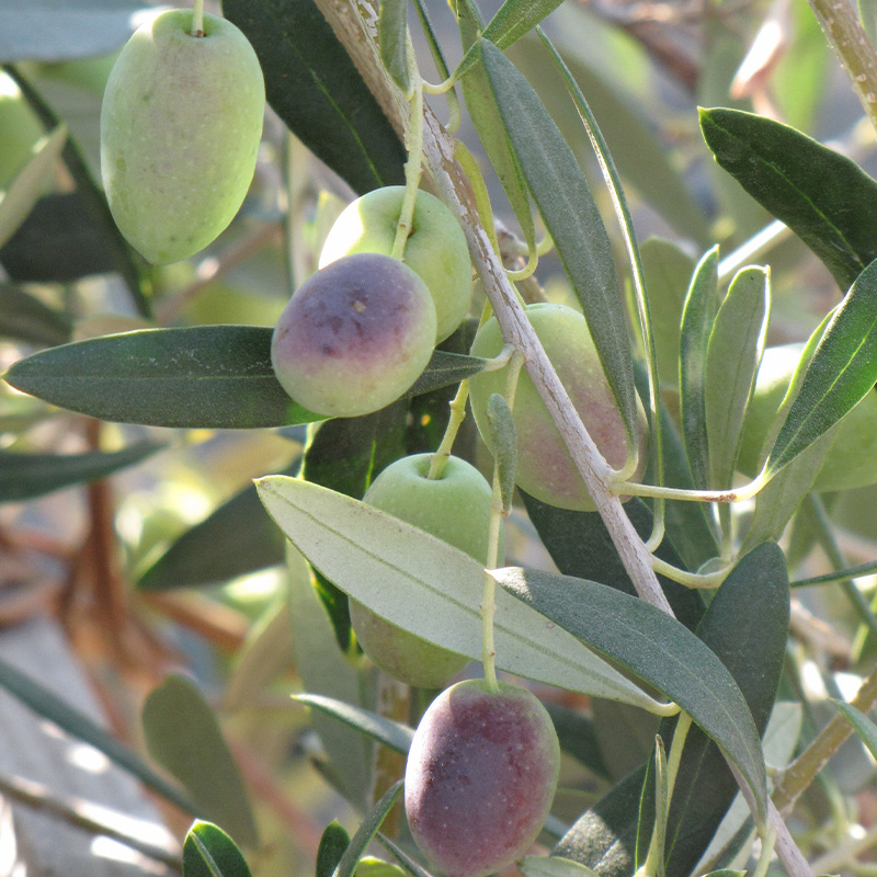 OLIVE 1G