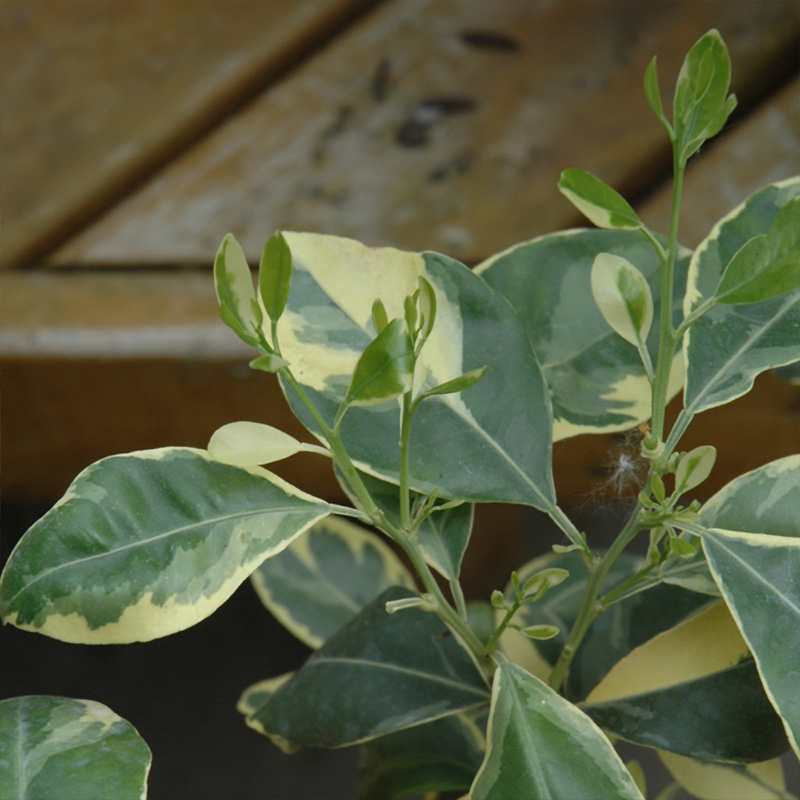 CITRUS CALAMONDIN 3G