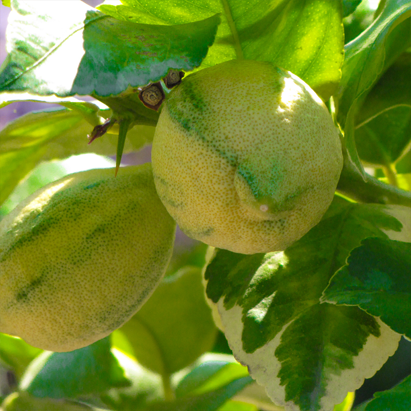 CITRUS LEMON PINK VARIEGATED 5G