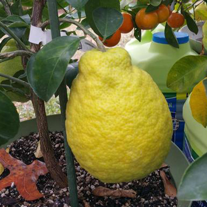 CITRUS LEMON SAMBO 5G