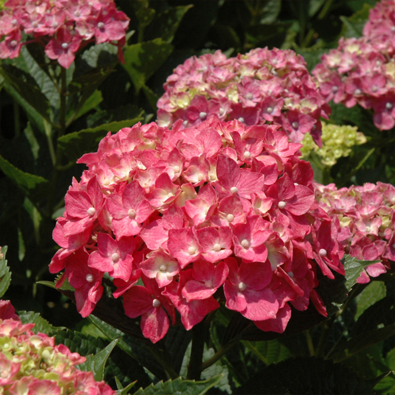 HYDRANGEA 6"