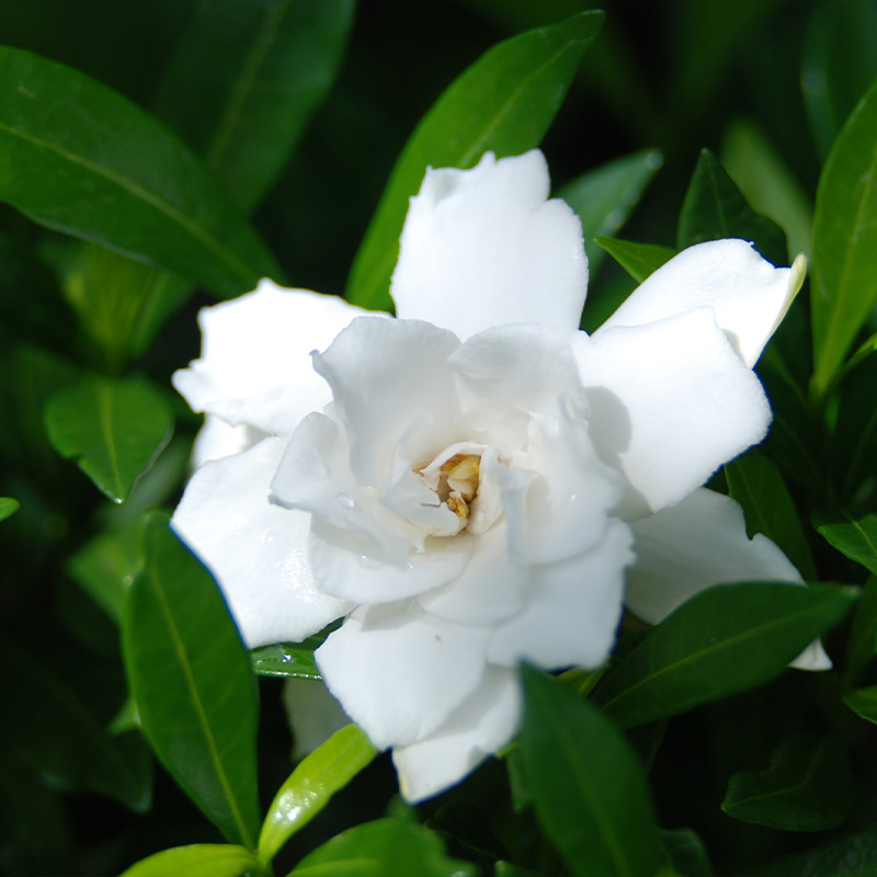 GARDENIA FOUR SEASONS 10"