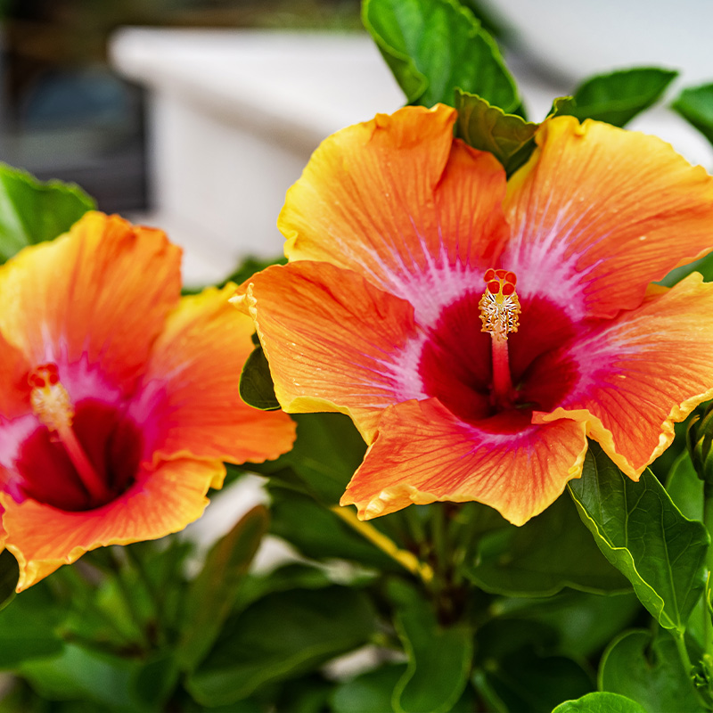 HIBISCUS BUSH 10"