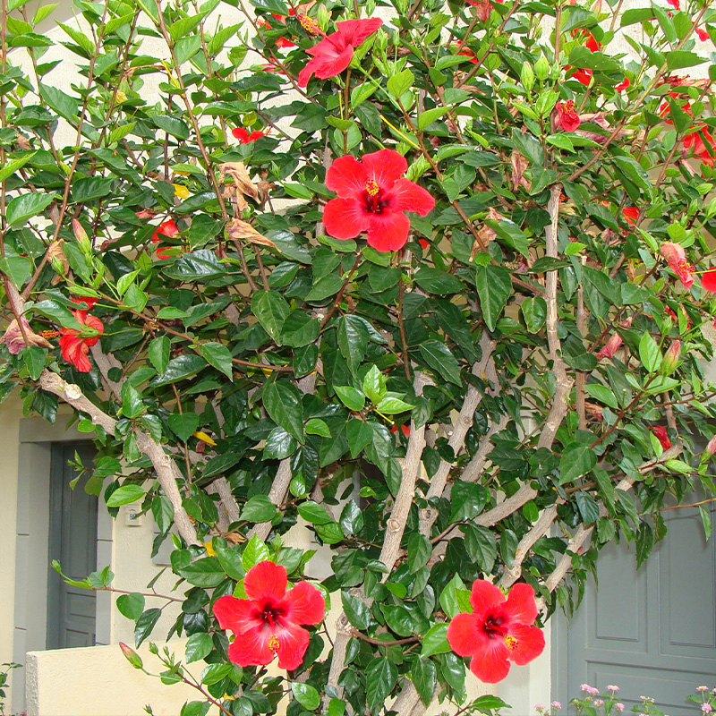 HIBISCUS TW 10" TREE