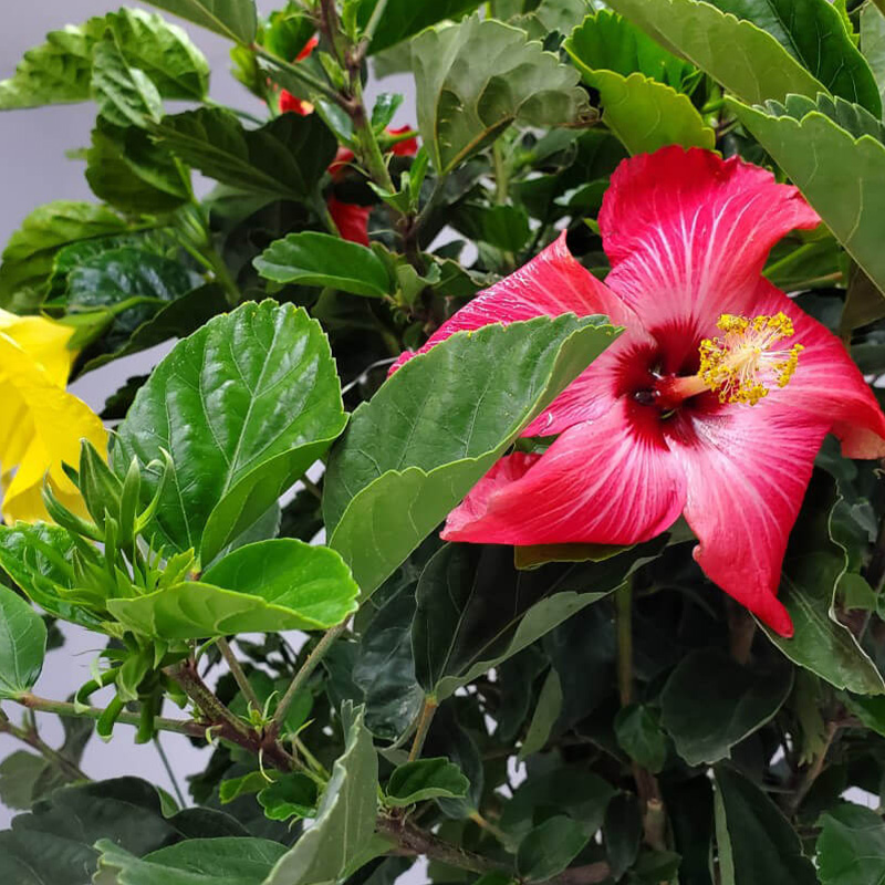 HIBISCUS BRAID MULTI COLOR 8"