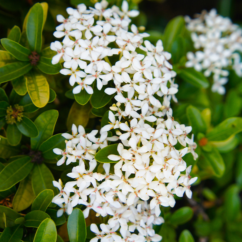 IXORA TAIWANENSIS 10"
