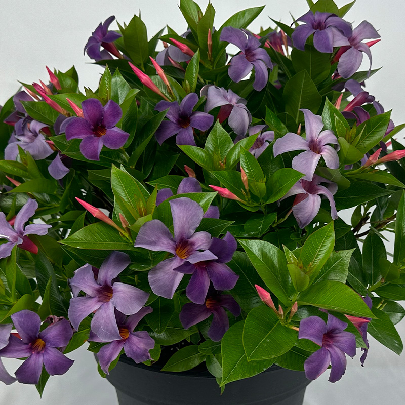 MAND SP ORG BLUEPHORIA 10"