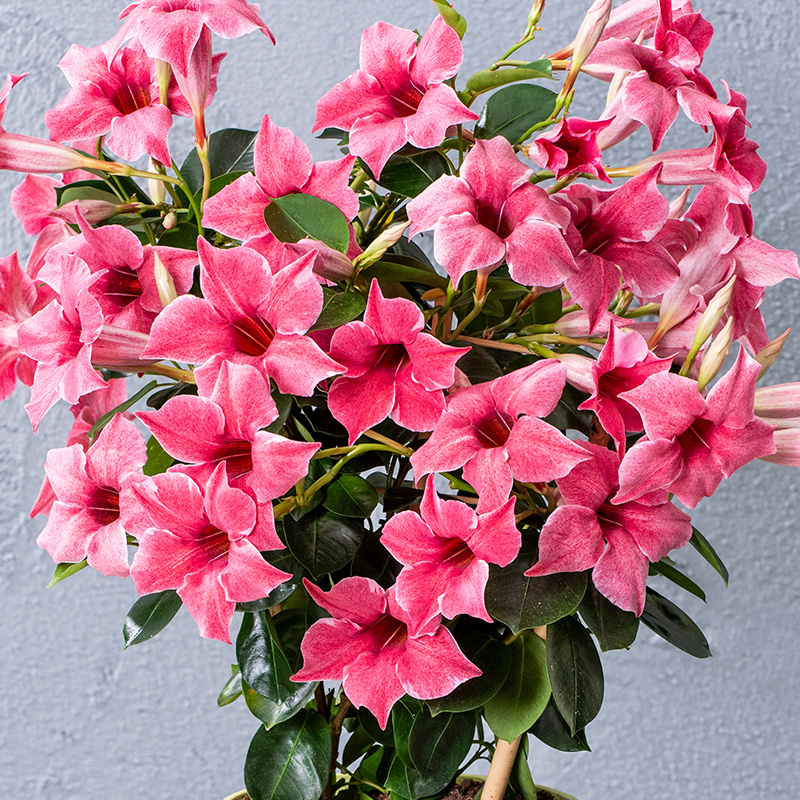 MAND SP ORIG MAUVELOUS