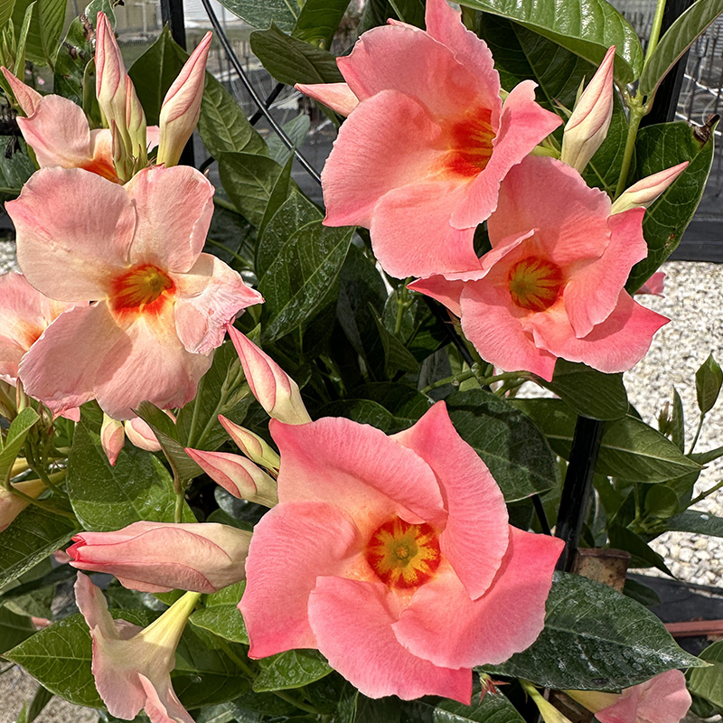 MAND SP PEACH SR GIANT 10" TRELL