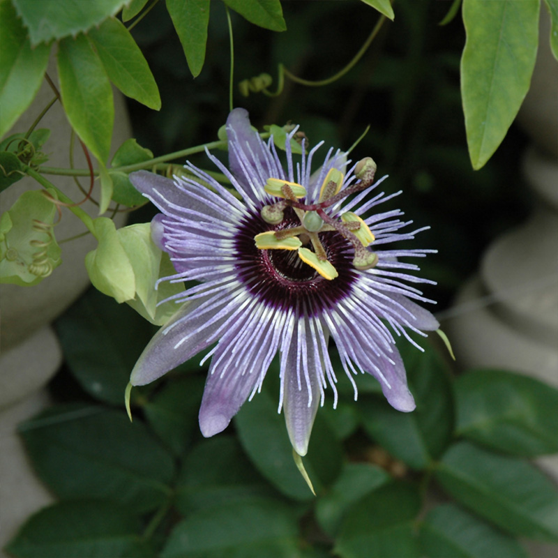 PASSIFLORA BLUE VINE 10" TRELLIS