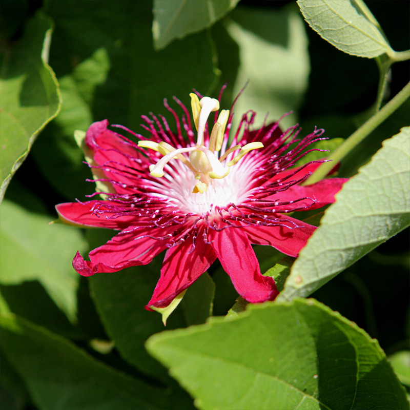 PASSIFLORA RED VINE 10" TRELLIS