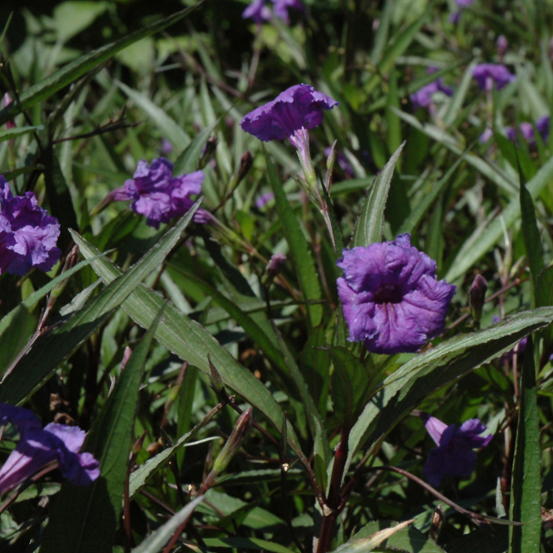 RUELLIA PURPLE SHOWERS BRAID 10"