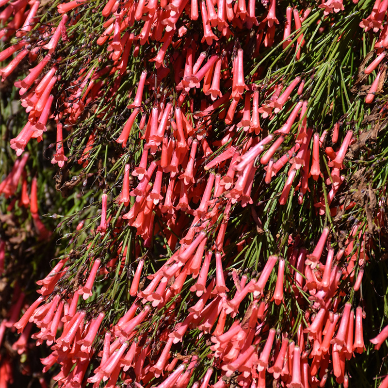 RUSSELIA FIRECRACKER PLANT 10"