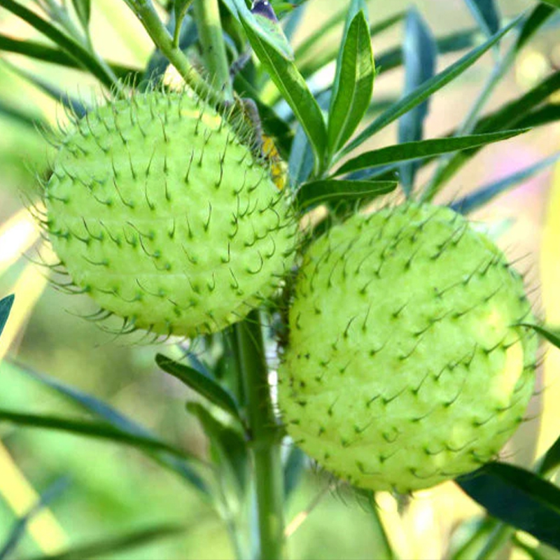 GOMPHOCARPUS 'HAIRY BALLS' QT