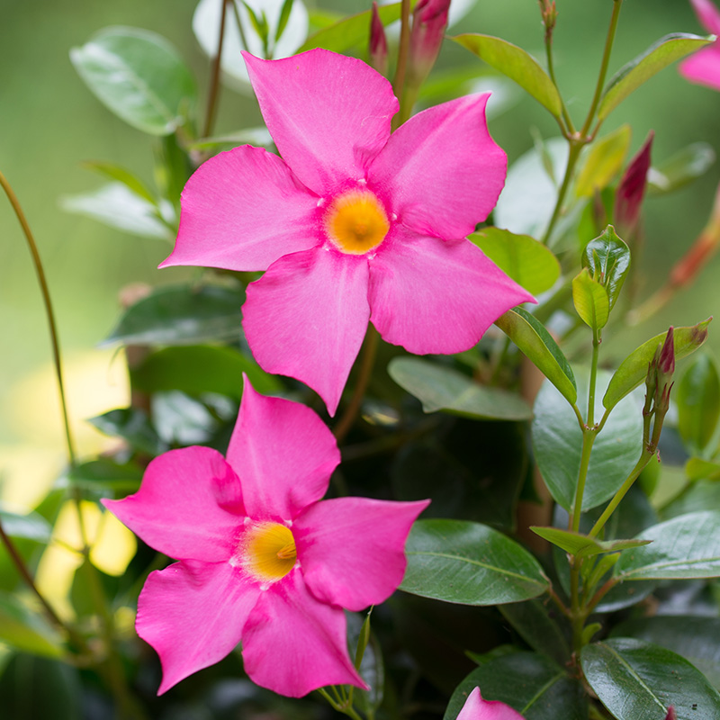 DIPLADENIA PREMIUM 10"