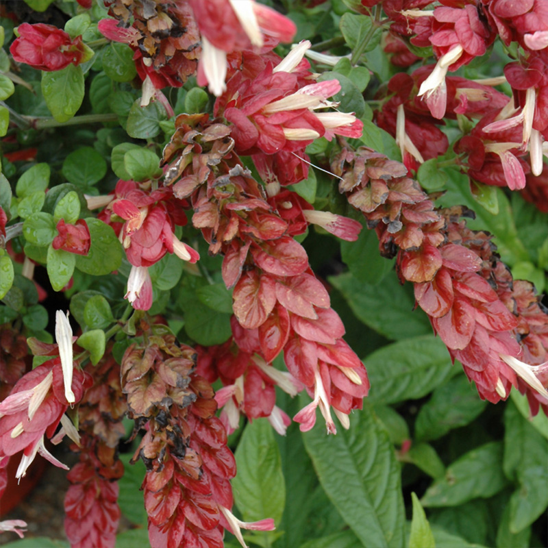 SHRIMP PLANT BRAID 10"