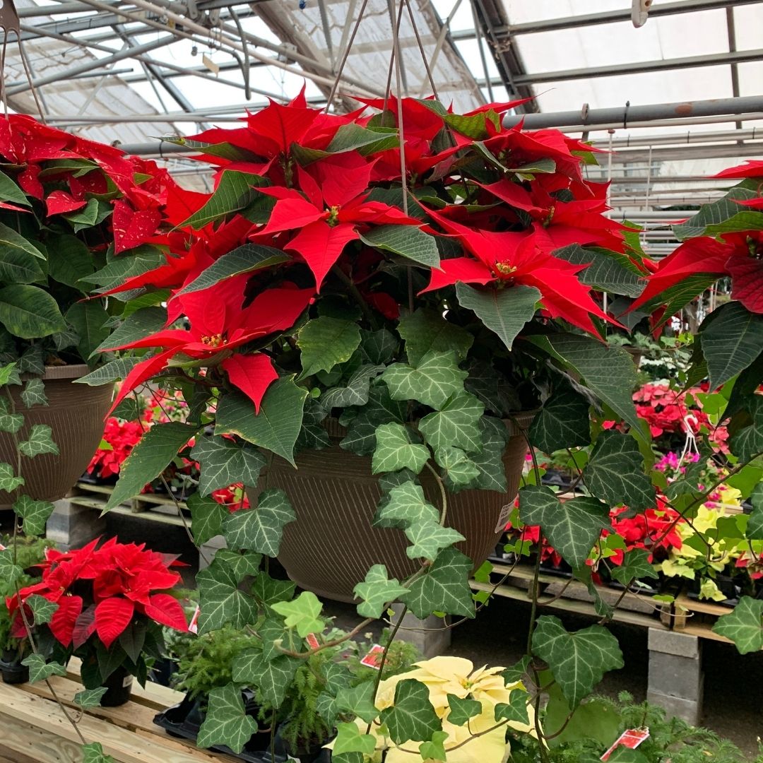 HB POINSETTIA RED/IVY COMBO 11"