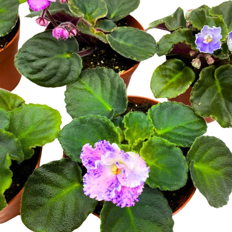 AFRICAN VIOLET COLLECTOR 4"