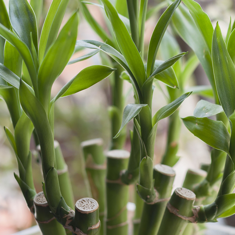 LUCKY BAMBOO CANE 8"