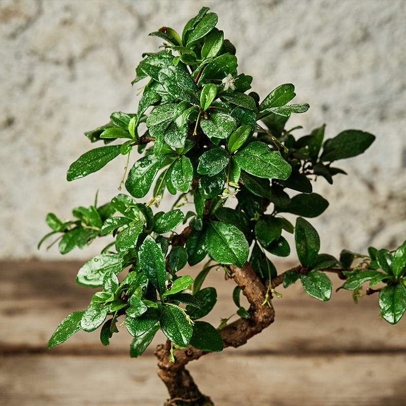 BONSAI 8"