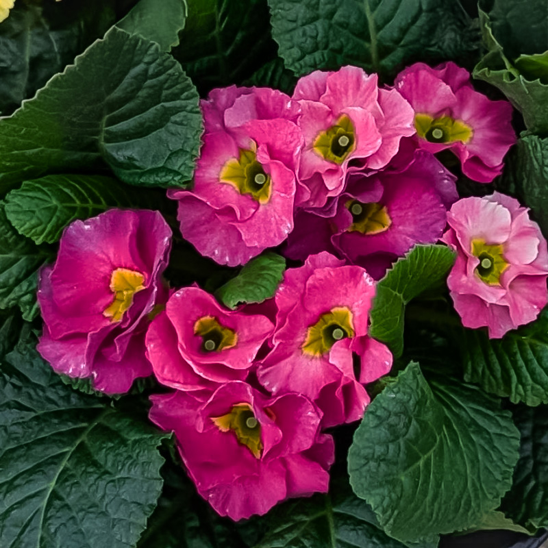 PRIMULA SWEETHEART DOUBLE 4"