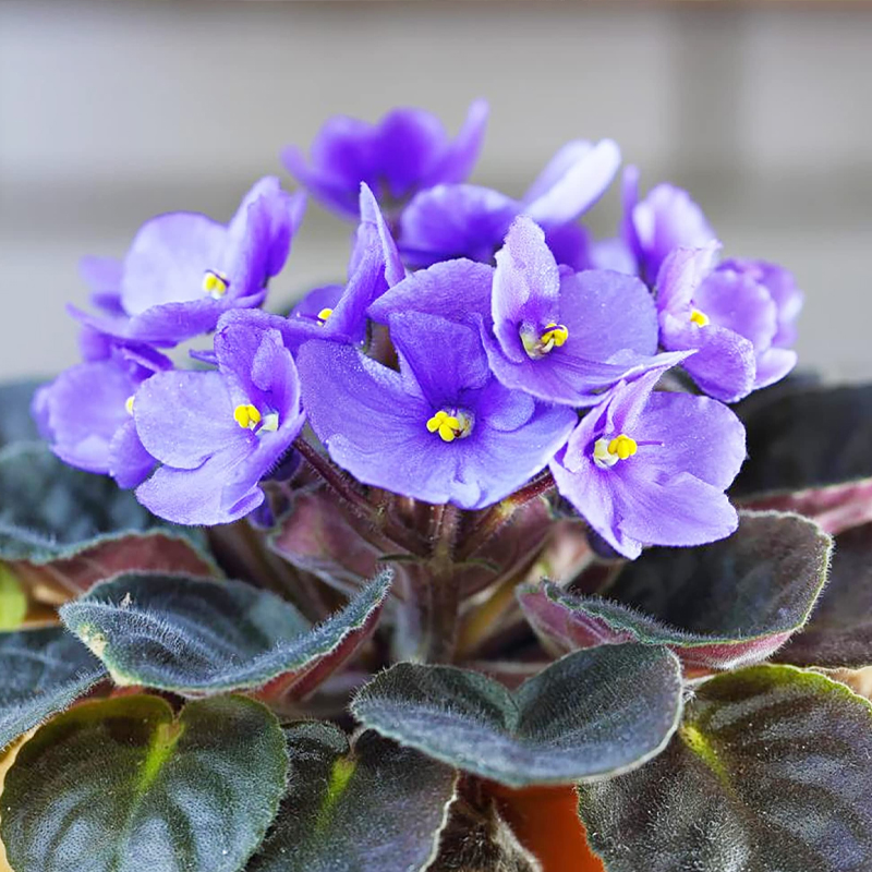 AFRICAN VIOLET SUPER SPEC 2.5"