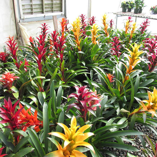 BROMELIAD ASSORTED 6"