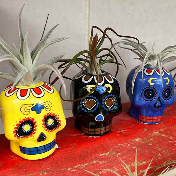 TILLANDSIA SUGAR SKULL 3"