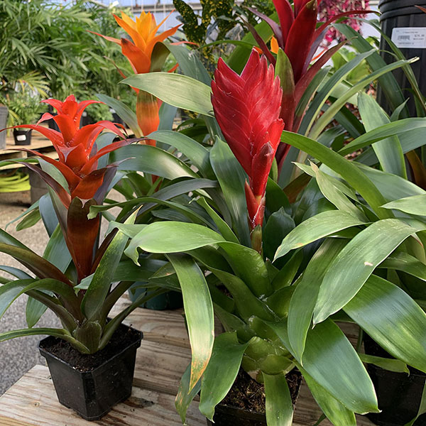 BROMELIAD 4"