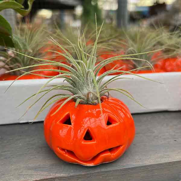 TILLANDSIA HALLOWEEN