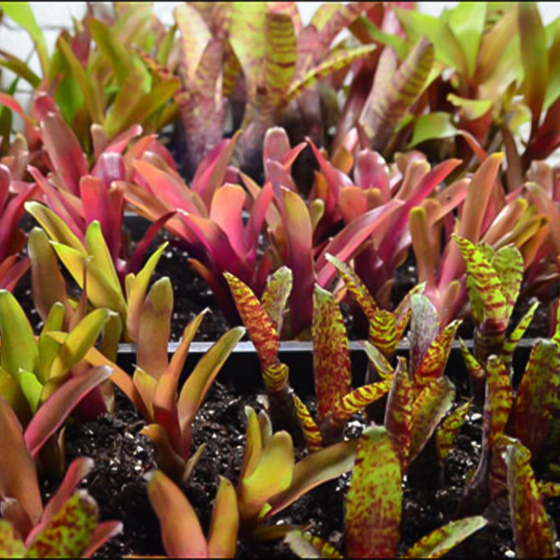 BROMELIAD 2.5"
