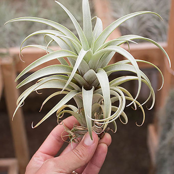 TILLANDSIA PLANTAFLOR