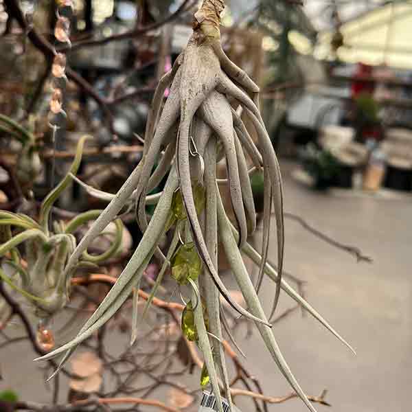 TILLANDSIA CHARMS