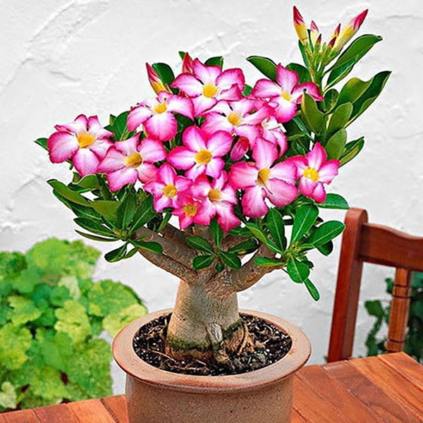 DESERT ROSE 6"