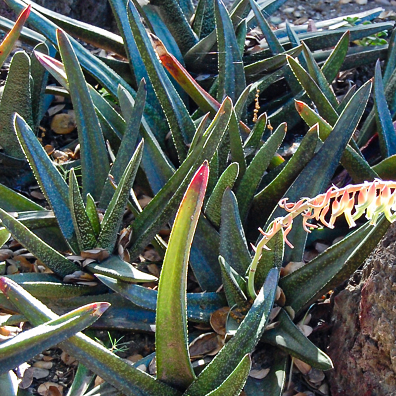 GASTERIA 4"