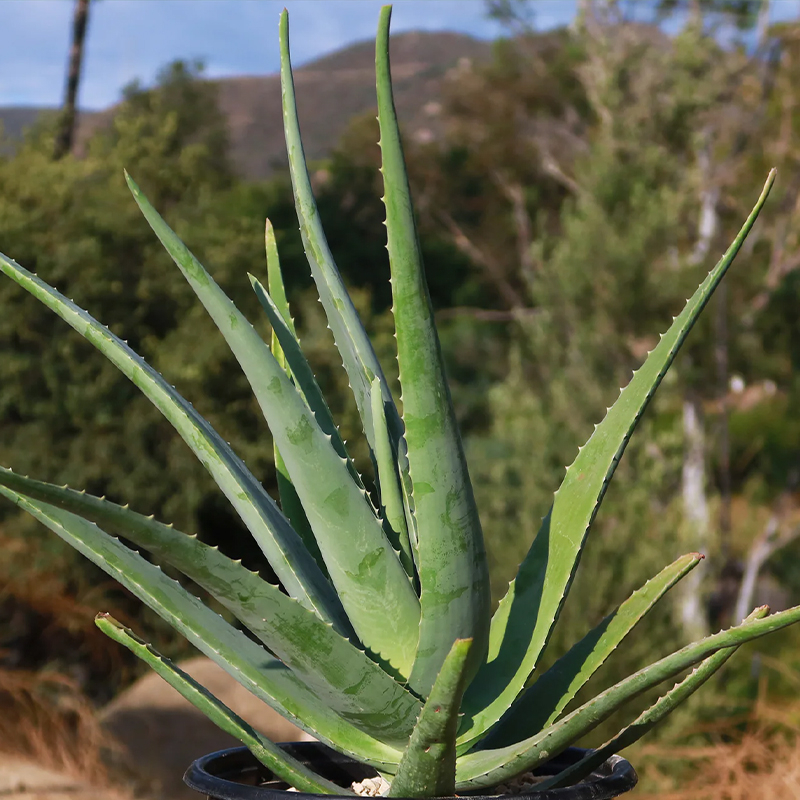 ALOE VERA 10"