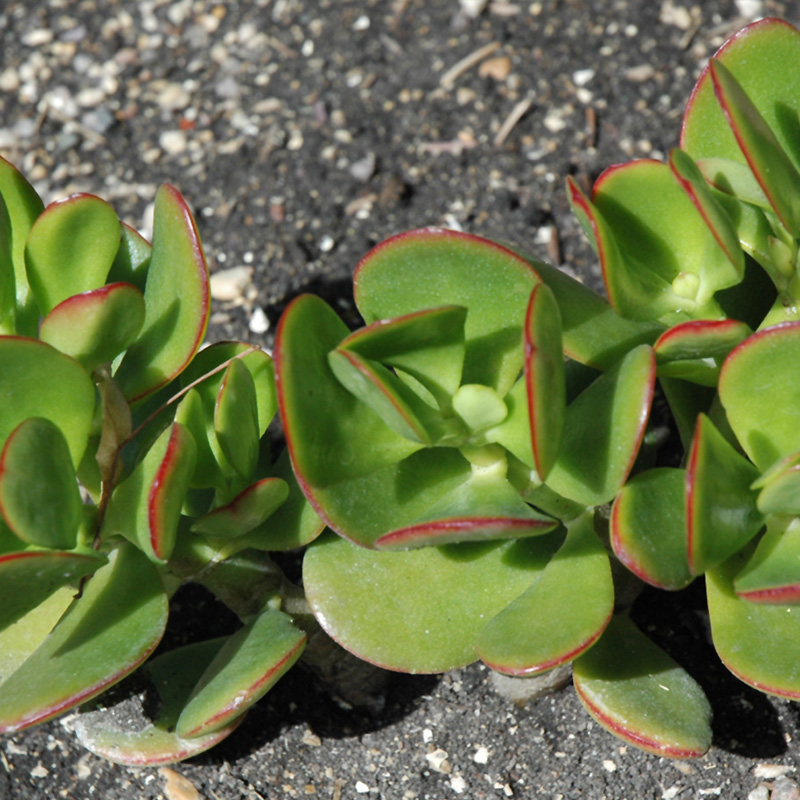 KALANCHOE THYRSIFLORA FLAPJACK 4